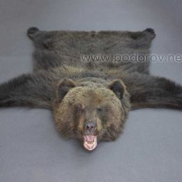 Шкура медведя 150 см