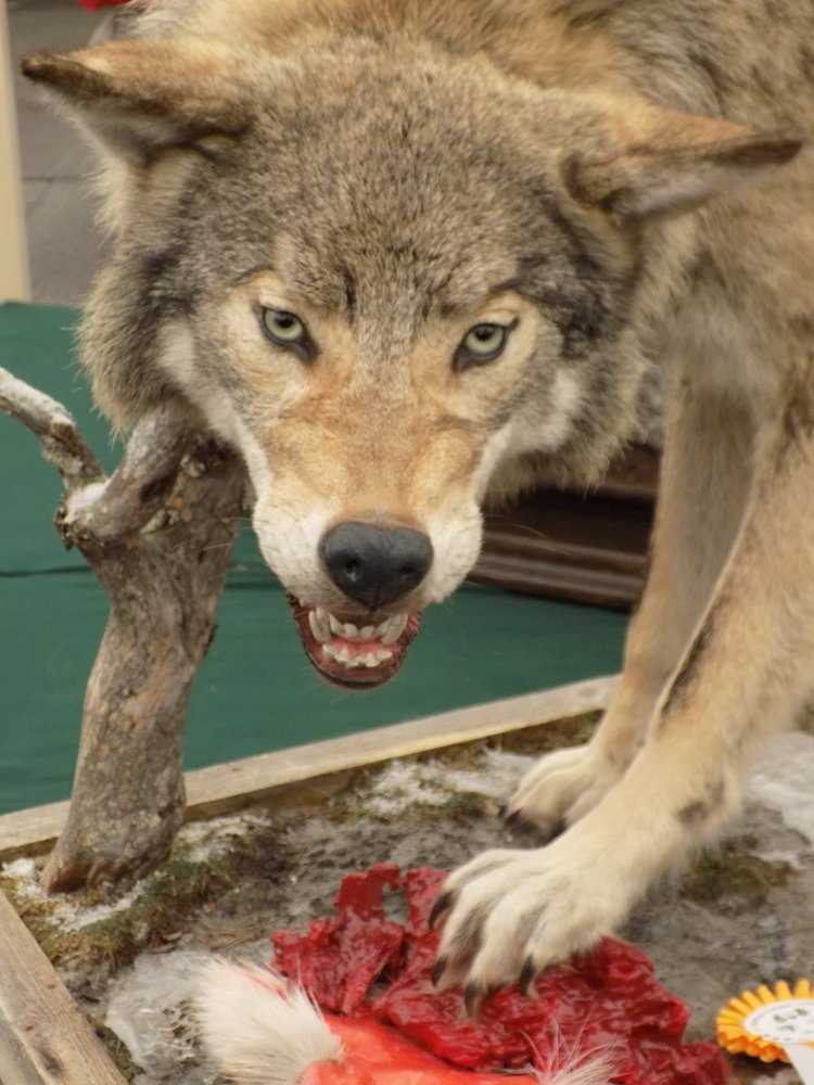фото волк таксидермии