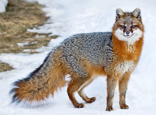 Виды лисиц - серая лиса- фото, описание, образ жизни