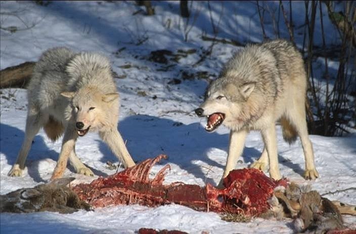 питание волка