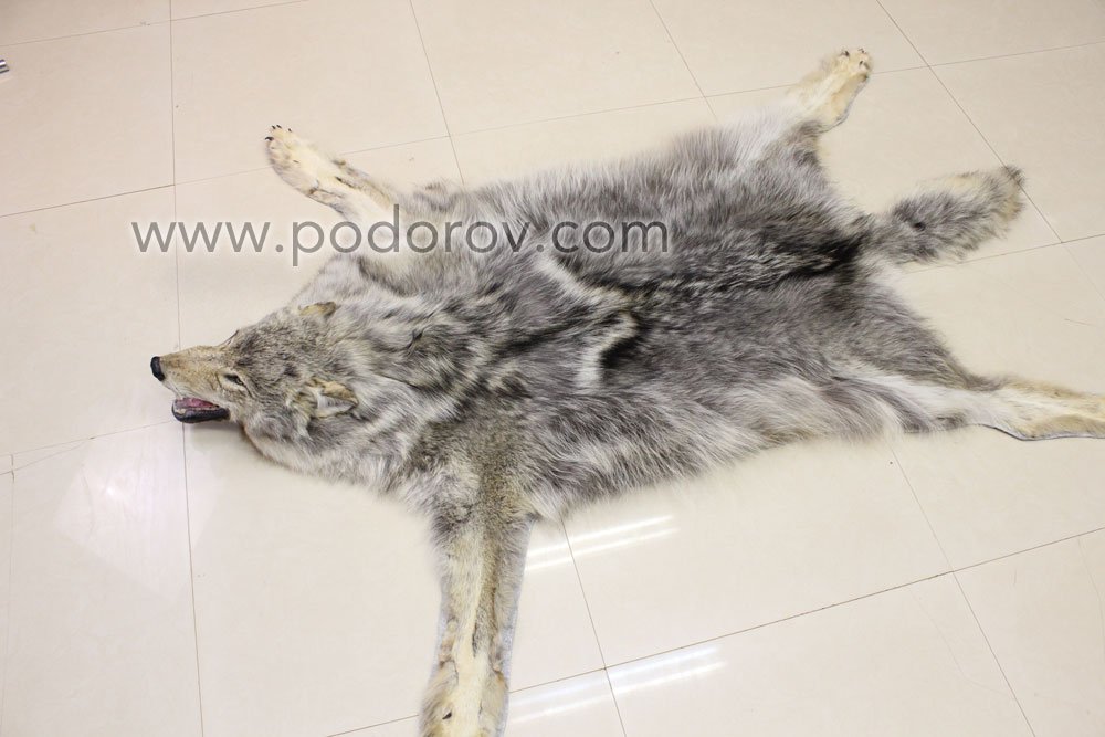 шкура сибирского волка