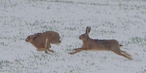 зимняя охота на зайца засидках