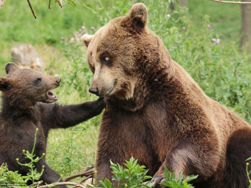 Жизнь медведей