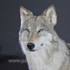 Реалистичное чучело волка на камне – Фотография № 2.